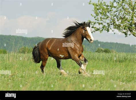 Shire Horse Galloping On Meadow Stock Photo Alamy