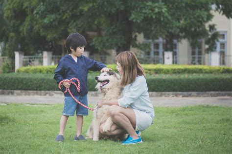 Everything You Need to Know Before Bringing a Pet into Japan - tsunagu