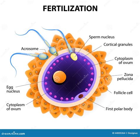 Fertilization Penetration Sperm Cell Of The Egg Stock Vector