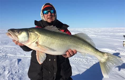 Lake Winnipeg Ice Fishing Guide Trophy Greenback Walleye Selkirk