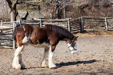 Top 15 Fascinating Facts About The Clydesdale Horse My Clydesdale