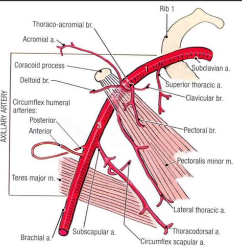 Axillary Artery Branches Human Anatomy And Physiology Diagnostic Medical Sonography