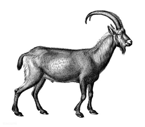 Vintage Illustrations Of Wild Goat Premium Image By Vintage Illustration