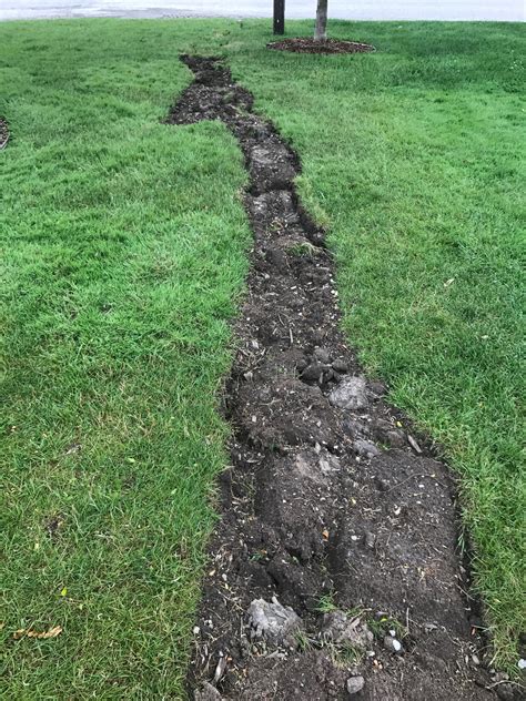 No system of preventing lawn insect pests is… Drain Tile Lawn Repair | Nature's Image