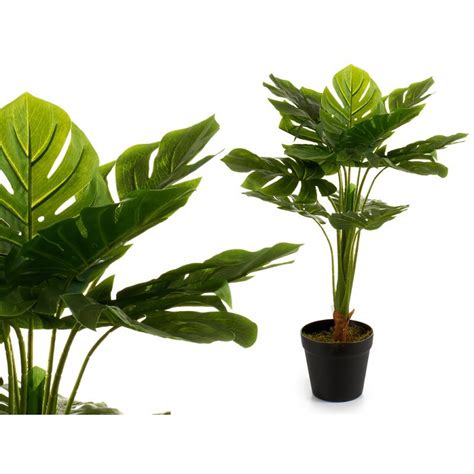 Aug 18, 2021 · la costilla de adán o monstera deliciosa, es una planta de la familia de las aráceas que muchas personas tienen en casa. Planta artificial con hojas costillas de adán | Tiendas MGI