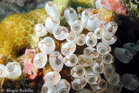 Pin on IN THE OCEAN - SEA SQUIRTS