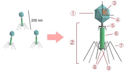 Después de la infección, l puede desarrollarse en forma lítica o ensamblaje de las partículas virales de lambda. File:Bacteriophage structure.png - Wikimedia Commons