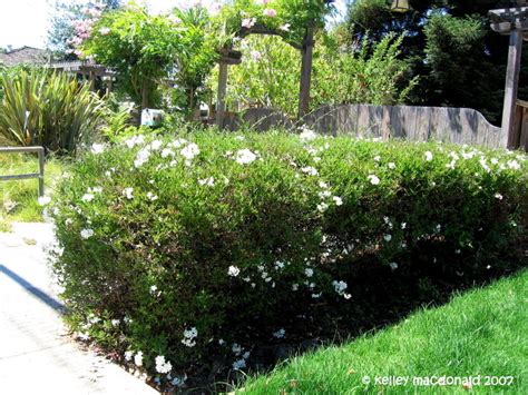 Solanum wendlandii, also called giant potato vine or divorce vine. PlantFiles Pictures: Potato Vine (Solanum laxum) by ...