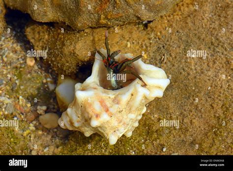 Hermit Crab Hi Res Stock Photography And Images Alamy