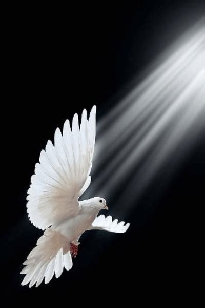 Vogel  Spiritus Sanctus Saint Esprit