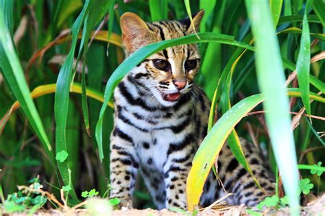 The Elusive Leopard Cat Ecofriendly Coffee