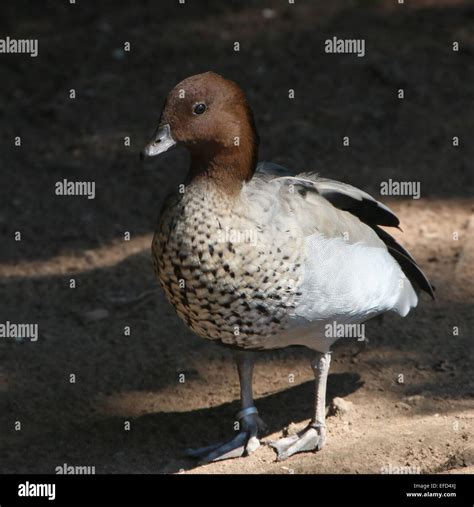 Male Australian Wood Duck Aka Maned Goose Chenonetta Jubata In