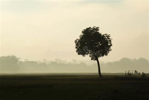 Lone Tree In The Meadow And Misty Forest In The Distance Stock Image