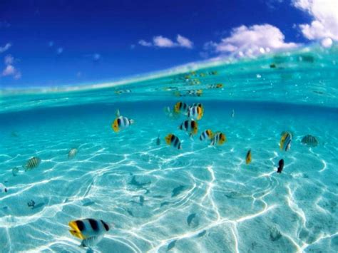 Fondo Pantalla Mar Y Peces Trick Pictures Beautiful Pictures Pretty