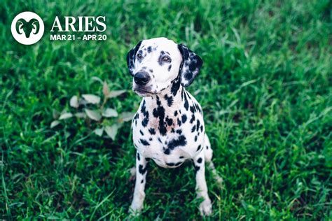 The Best Pet For You Based On Your Zodiac Readers Digest