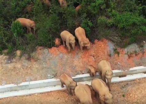 Grupo De Elefantes Foge E Causa Rasto De Destrui O De Quil Metros