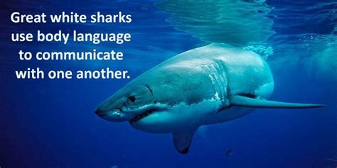Great White Sharks Facts Great White Sharks Use Body Language To