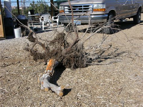 If you're looking for a new garden project, then give rooting your fruit tree cuttings a try. Xtremehorticulture of the Desert: When to Transplant Fruit ...