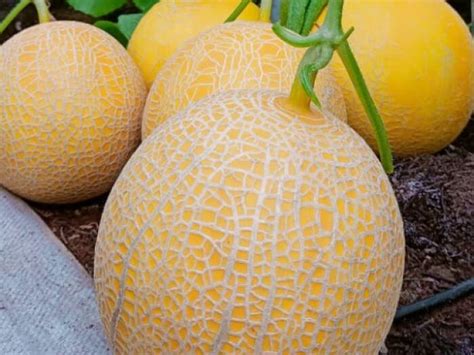 Golden Emerald Melon Paling Enak Di Dunia Tumbuh Subur Di Blora
