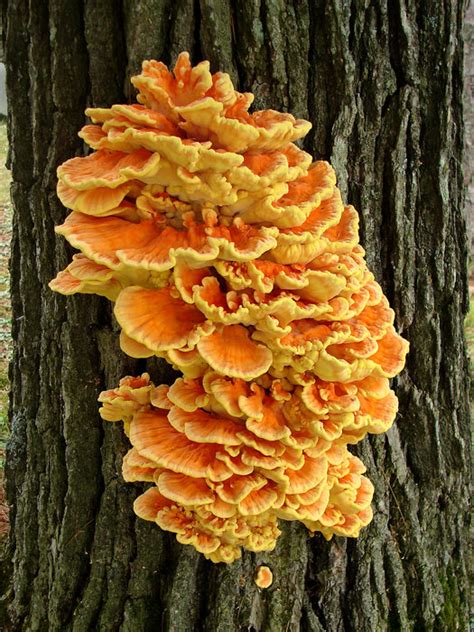 Pretty Flower Fungus In Oak Tree Echemi