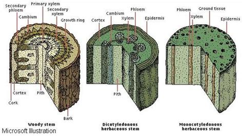 Vascular bundles are present throughout the monocot stem, although concentrated towards the outside. cross sections of monocotyledon, dicotyledon, and woody ...
