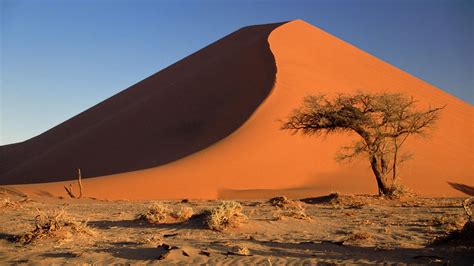 Acacia Namibia Sand Dunes Africa Namib Desert Wallpapers Hd