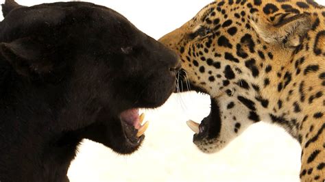 jaguar-negro-tem-filhote-pintado-na-jordânia