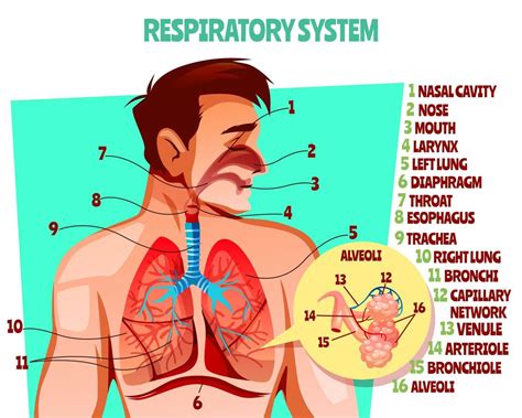 The Best Sistema Respiratorio Humano Ideas On Pinterest El Sistema