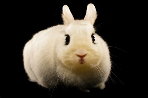 Dwarf Hotot Rabbit Breeds Dwarf Pets