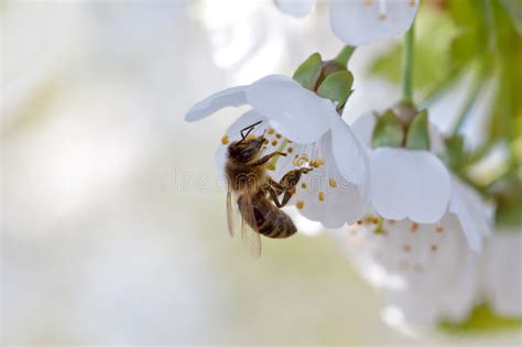 Bee And White Flowers Stock Image Image Of Cherry Close 14274209