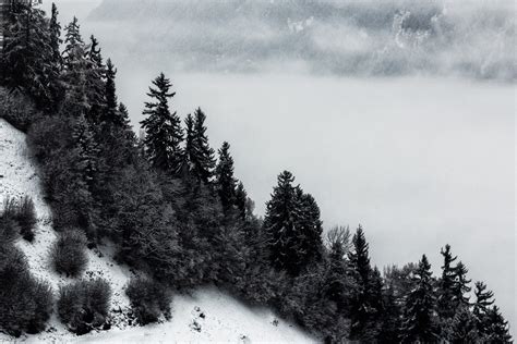 Free Photo Grayscale Photo Of Pine Trees And Mountain