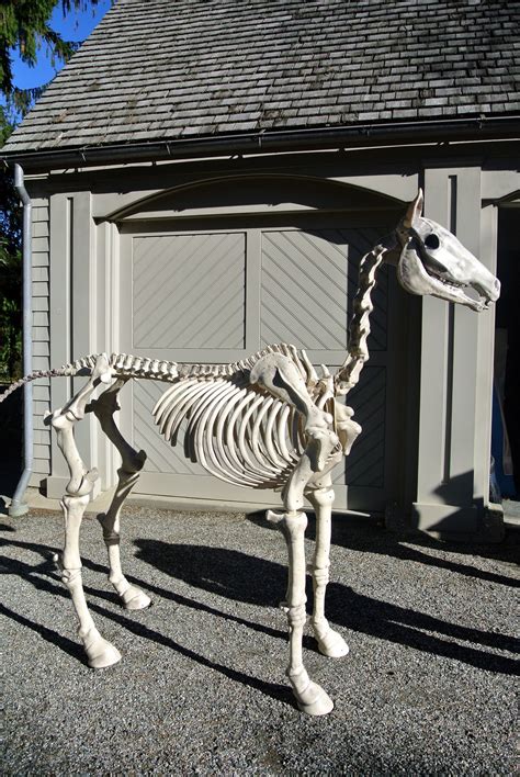Halloween Horse Skeleton Best Decorations