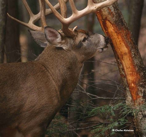 Reading Buck Rubs Hunting Deer Hunting Deer Hunting Tips