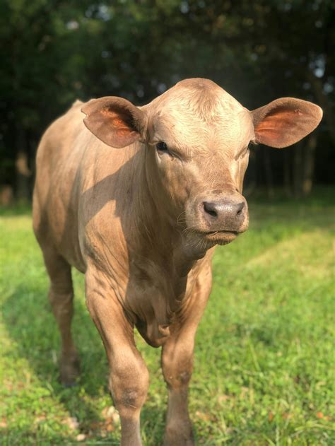 A Brown Calf · Free Stock Photo