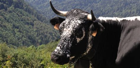 Taureaux La Race Bovine Vosgienne