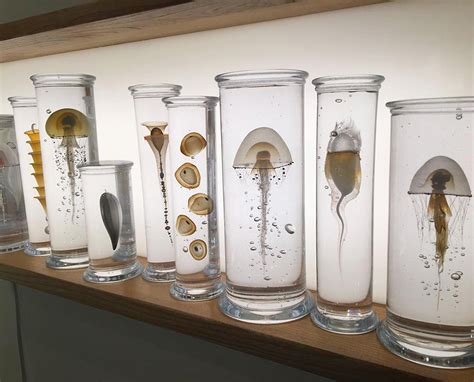 Intricately Crafted Marine Life Specimens Suspended In Glass Design