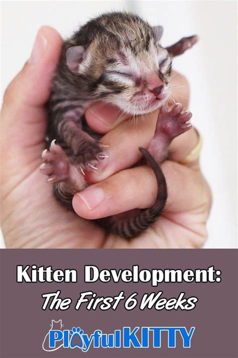 Kitten Development The First 6 Weeks Playful Kitty Newborn Kittens Feeding Kittens Kitten