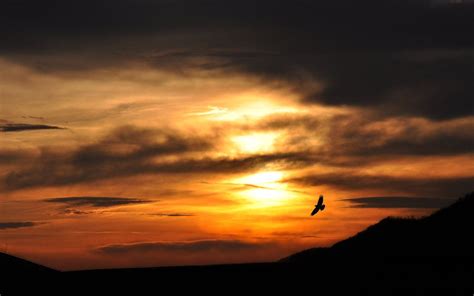 Sunset With Eagle Wallpaper By Areyco Dbkhn Eagle Wallpaper Sunset