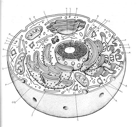 Drawing Of A Human Cell