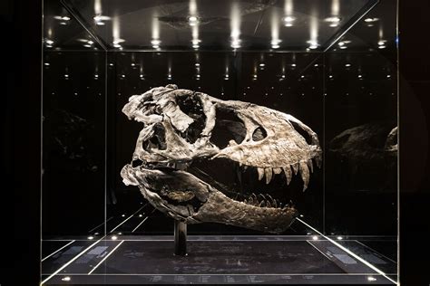 Worlds Biggest T Rex Discovered In Canada