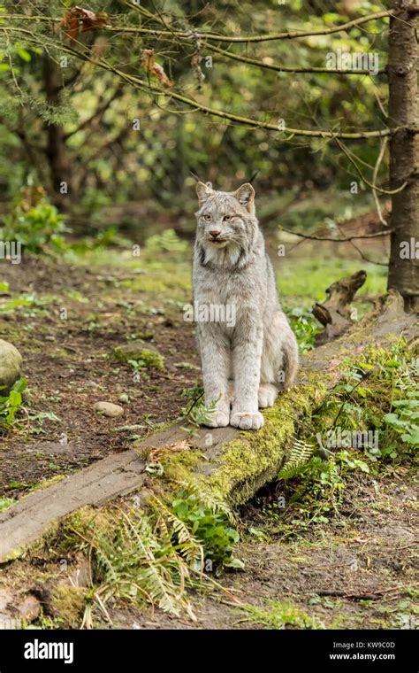 Canada Lynx Sitting On A Fallen Tree At Northwest Trek Wildlife Park