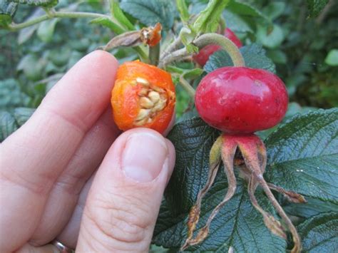 Rugosa Rose Hip Ways To Eat Use Them Wild Foods And Medicines