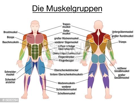 The free muscular system labeling sheet includes a blank diagram to label some of the main muscles in the body. Muscle Chart German Labeling Most Important Muscles Of The Human Body Colored Front And Back ...