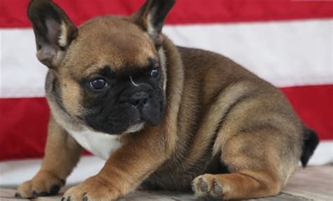 There are three boys available. French Bulldog puppy dog for sale in portland, Oregon