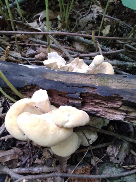 Large Brightly Colored Mushroom Identifying Mushrooms Wild