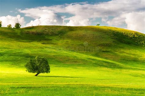 Green Tree On The Hills With Fresh Green Grass Stock Image Image Of