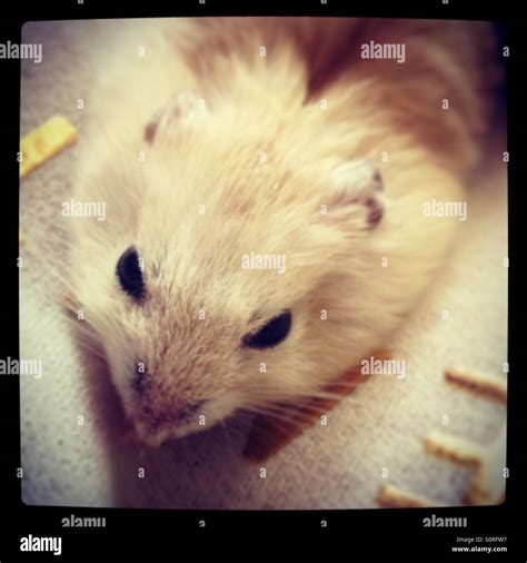 Dwarf Hamster Hi Res Stock Photography And Images Alamy