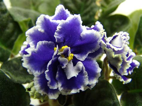 20 Different African Violet Varieties Photos Garden Lovers Club