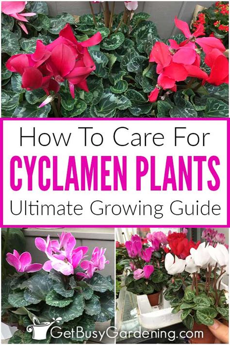 Cyclamen Plant Care And Growing Guide Get Busy Gardening