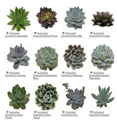 As houseplants, succulents' demands are few. Different types of succulents. | Succulents, Plants, Plant ...